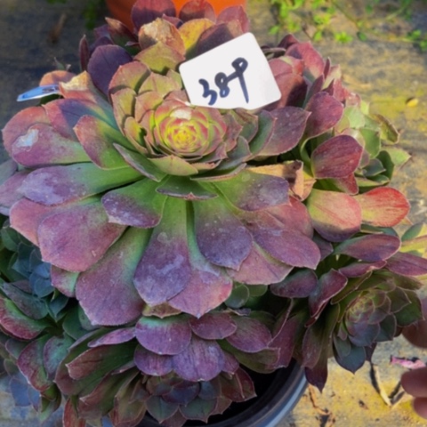 万圣节日快乐389多肉