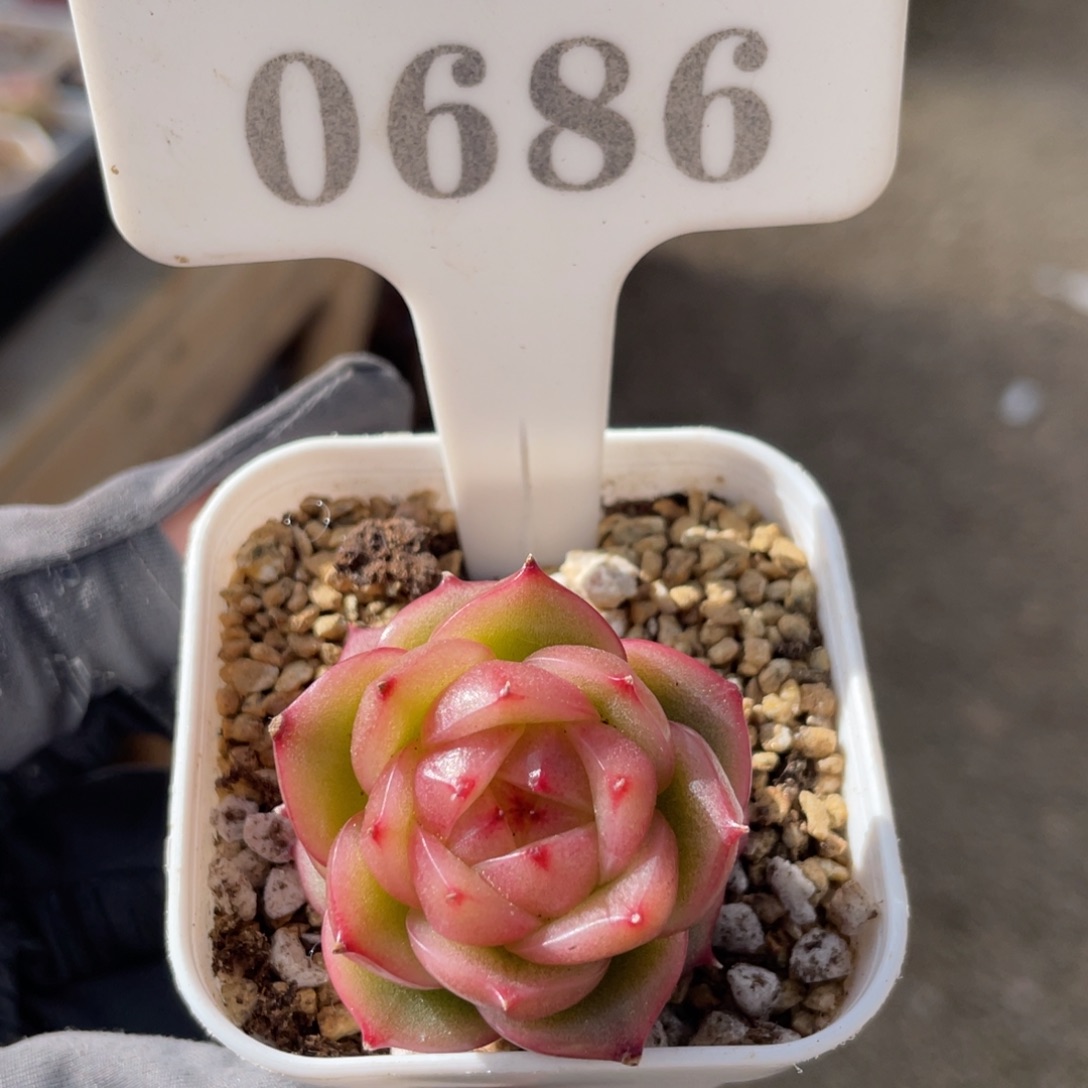 0686 玉玲珑 3.5厘米