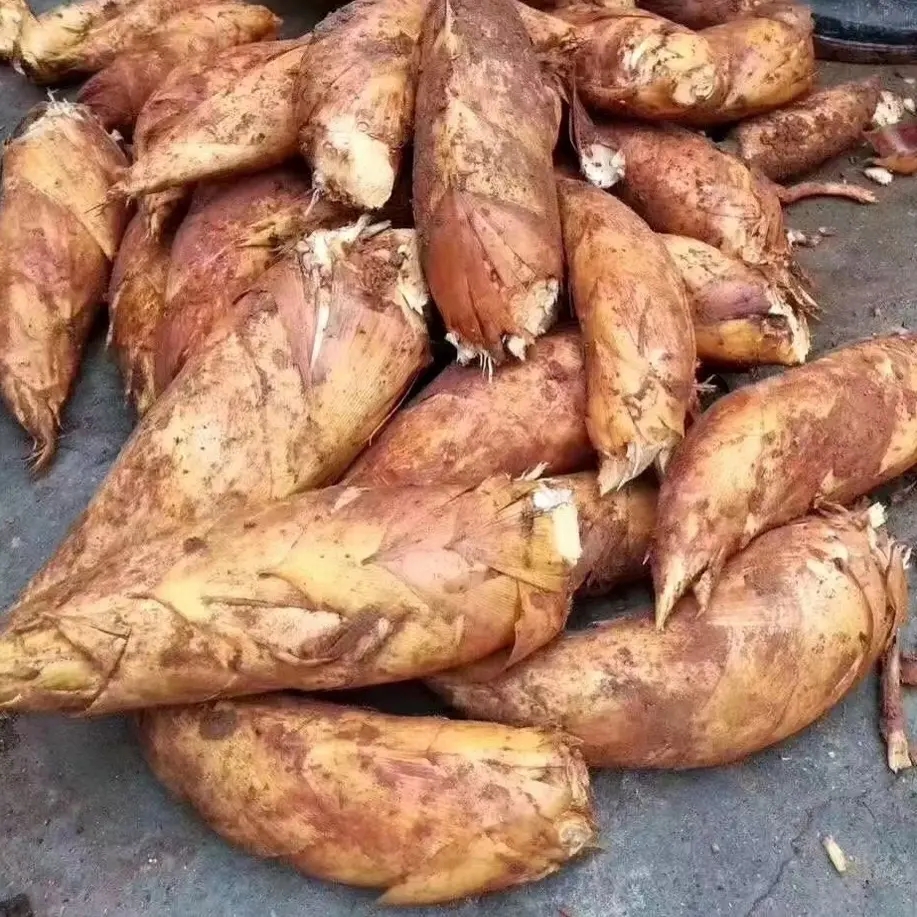 小万高山现挖黄泥冬笋