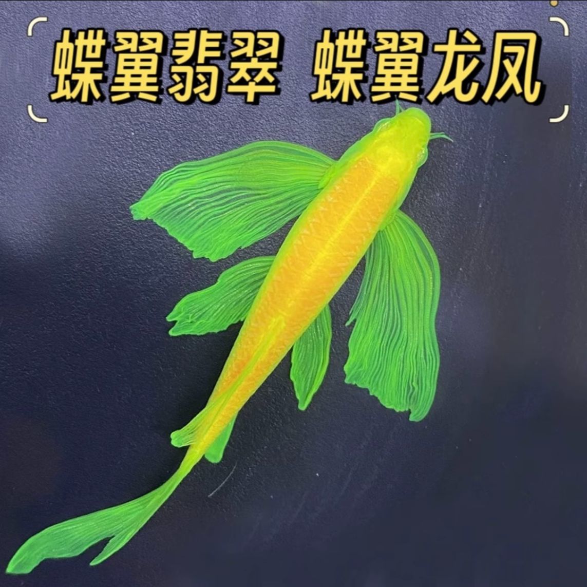 蝶翼斑马鱼（凭拆箱视频报损）稀缺龙凤双色蝶翼斑马冷水鱼自来水养