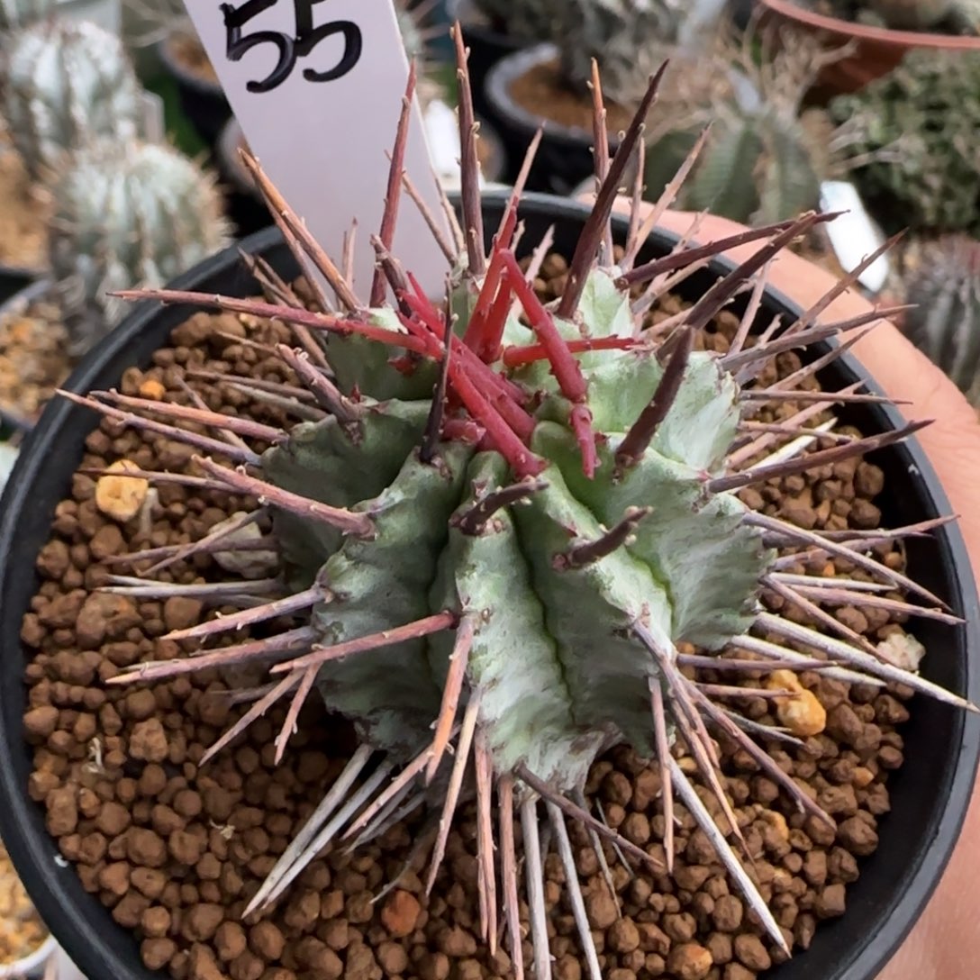 55脱土发 白衣狂刺