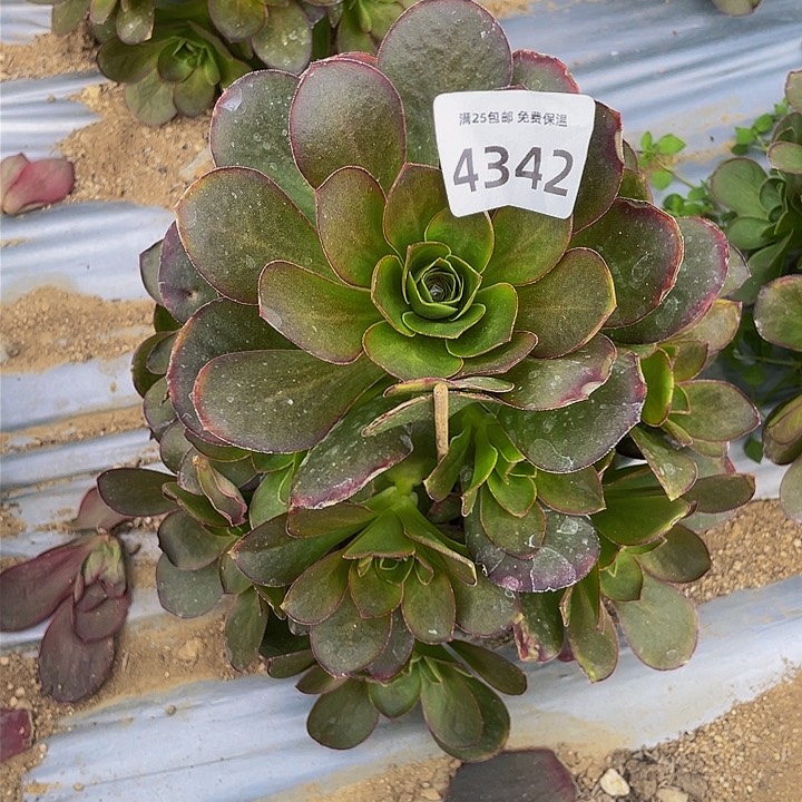 4342美金玫瑰多肉植物
