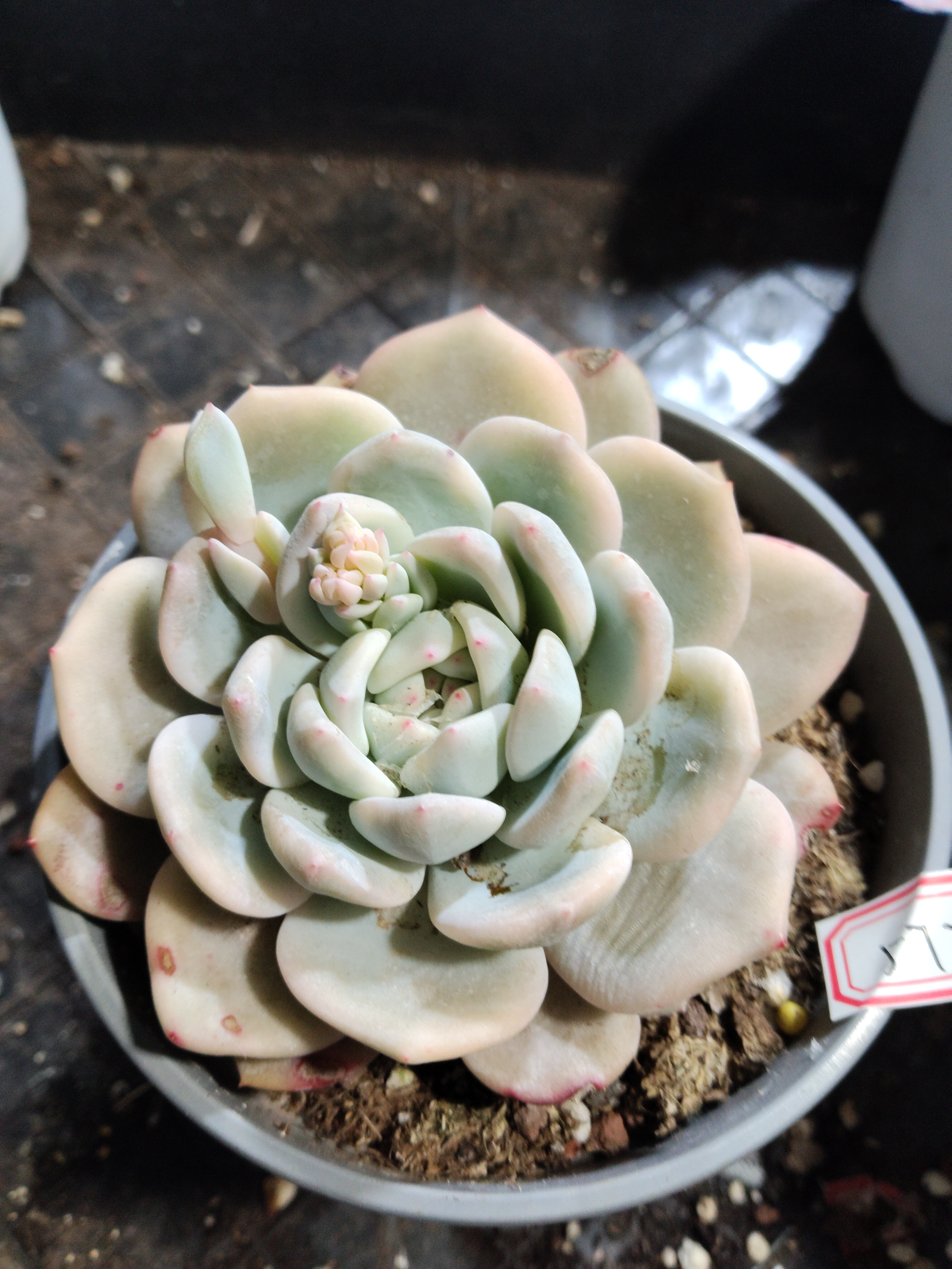 非偏远18包邮  一物一拍  11厘米盆 A572橙子锦