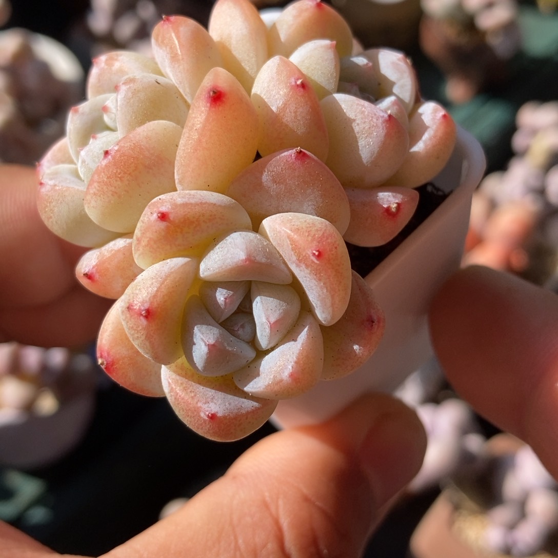 精控冰玉一物一拍多肉