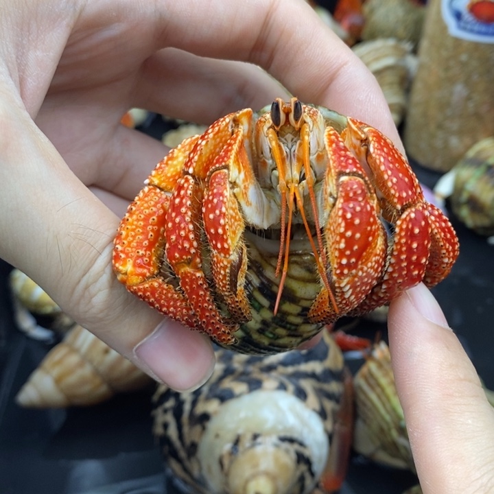4.2口微瑕法拉利斐济草莓