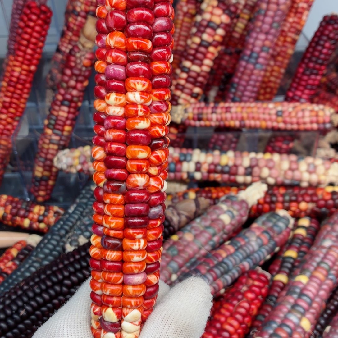 沈***）吊坠白玉菩提文玩精品文玩精品