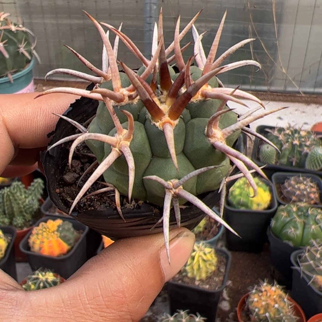 实生精选守金魔天龙仙人球