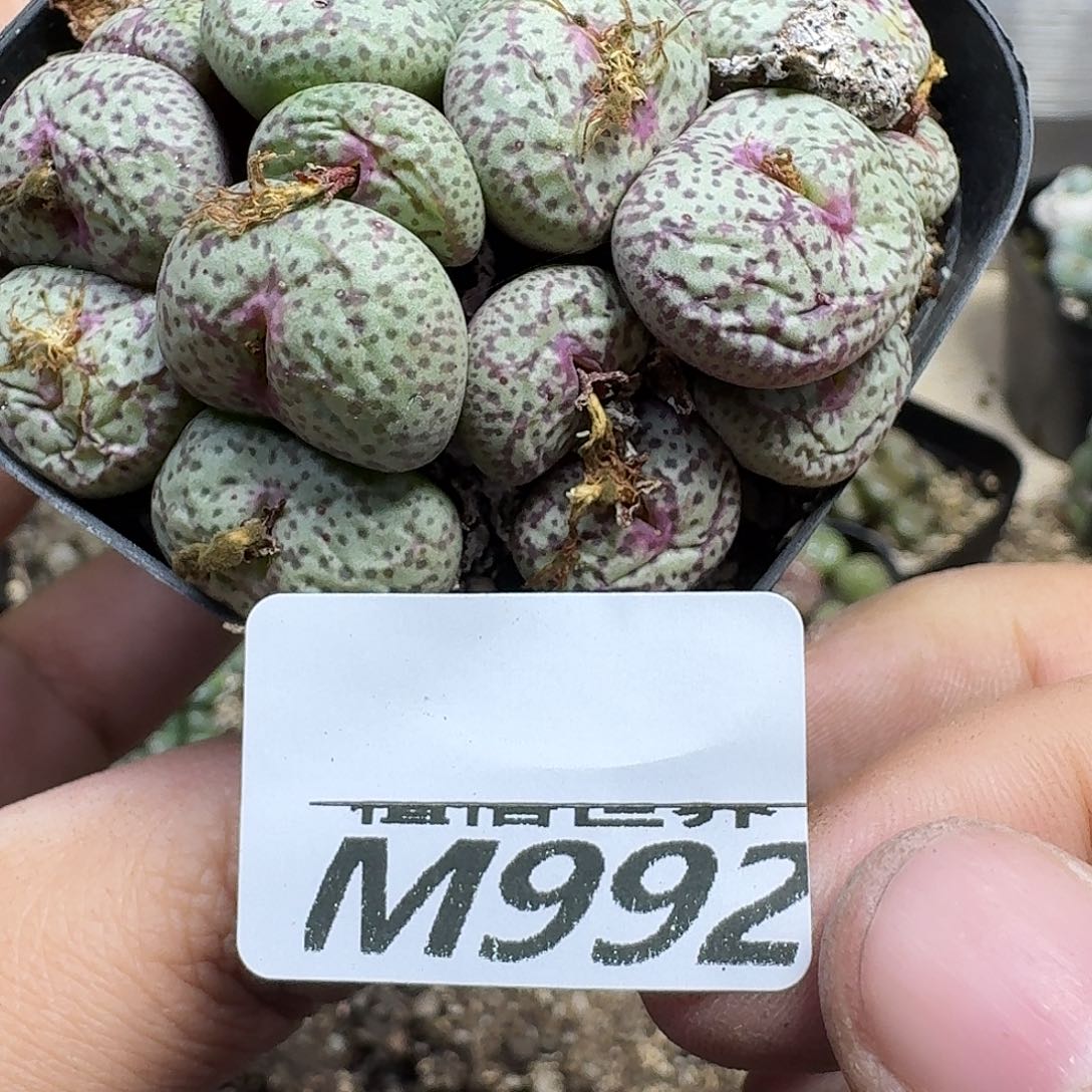 多肉植物的润泽vbn