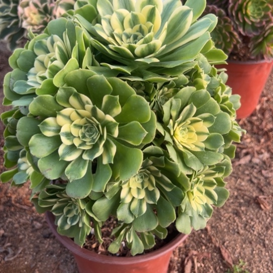 787辛尼亚多肉植物花了