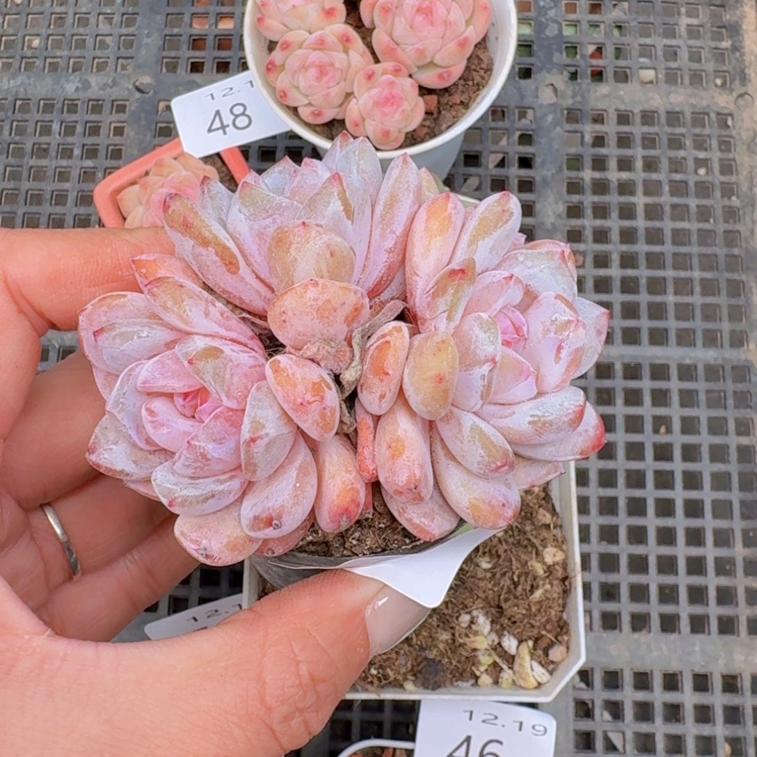 橙梦露3头一颗脱土发货