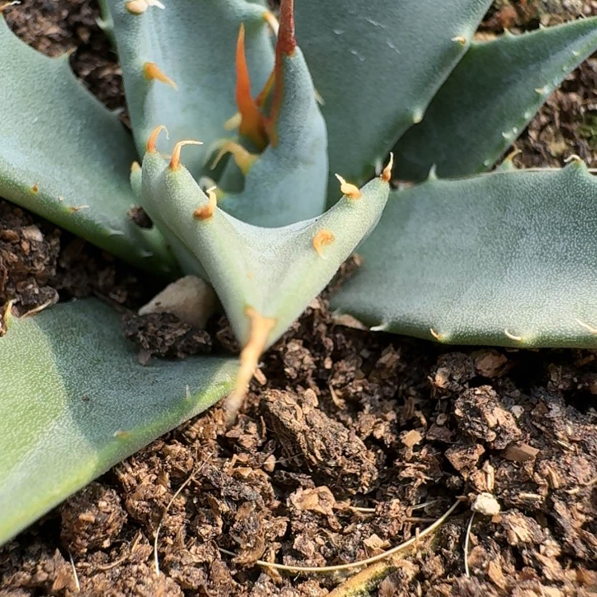 【闪购商品】33哈哈哈哈哈哈哈