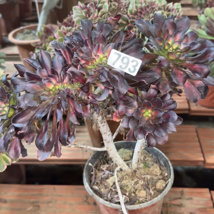 花蝴蝶多肉植物793