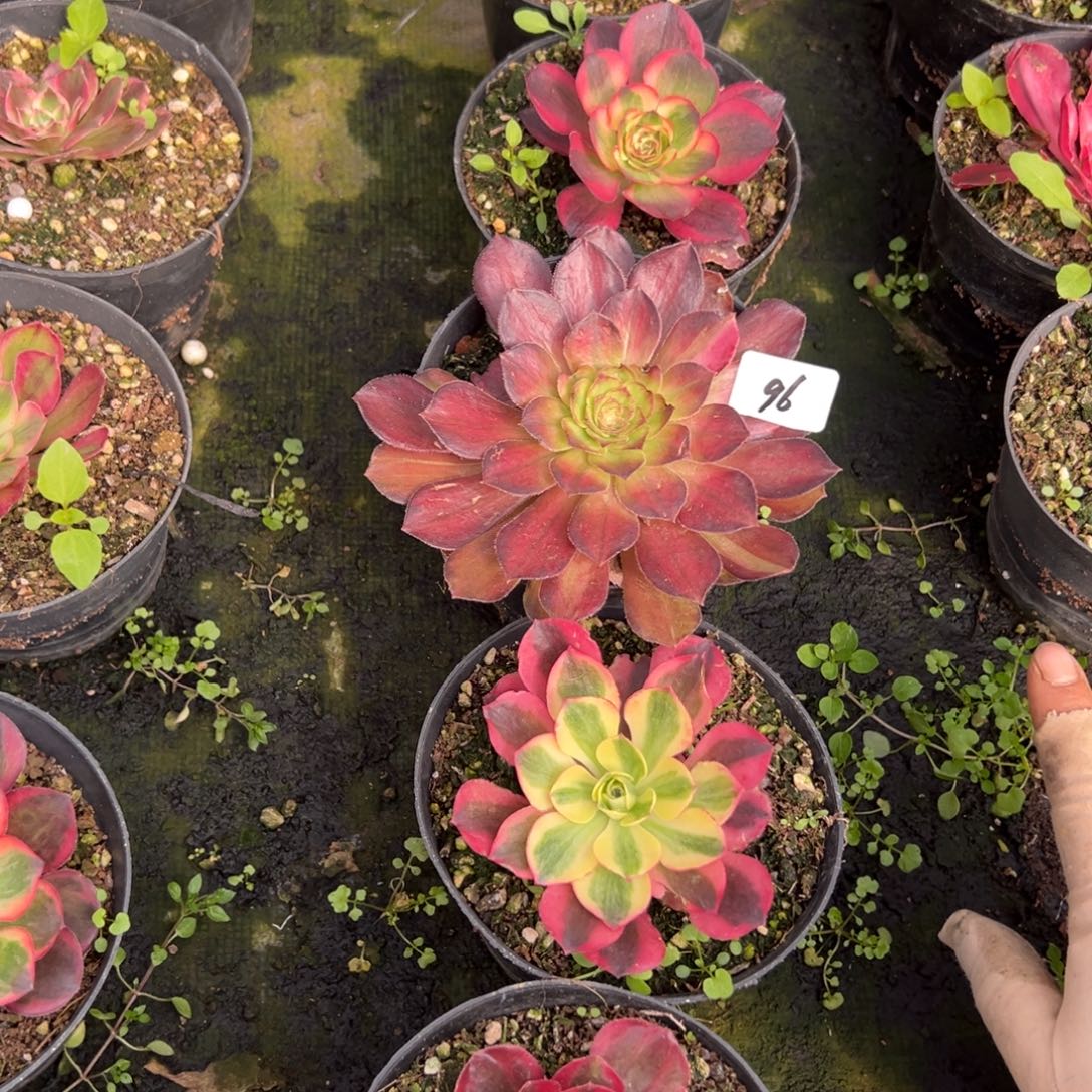 96五颗多肉椅子多肉