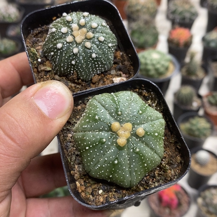 海星兜2颗特价福利