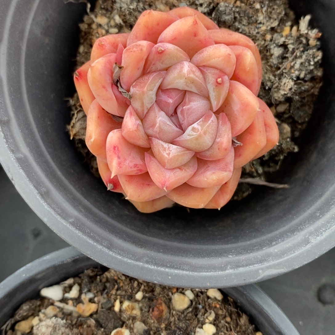 自助下单一物一拍多肉植物_可寄养