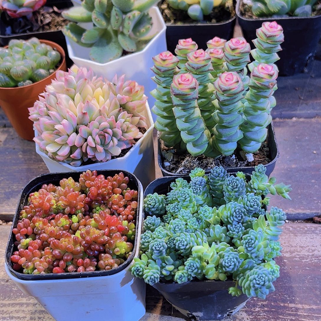 女雏锦。浆果。姬美人。钱多锦