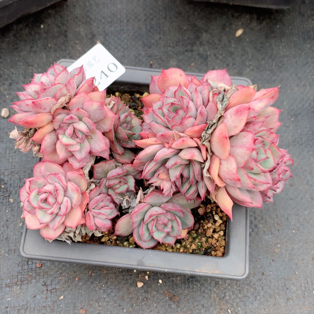 梅*8240不包整散掉头特价处理