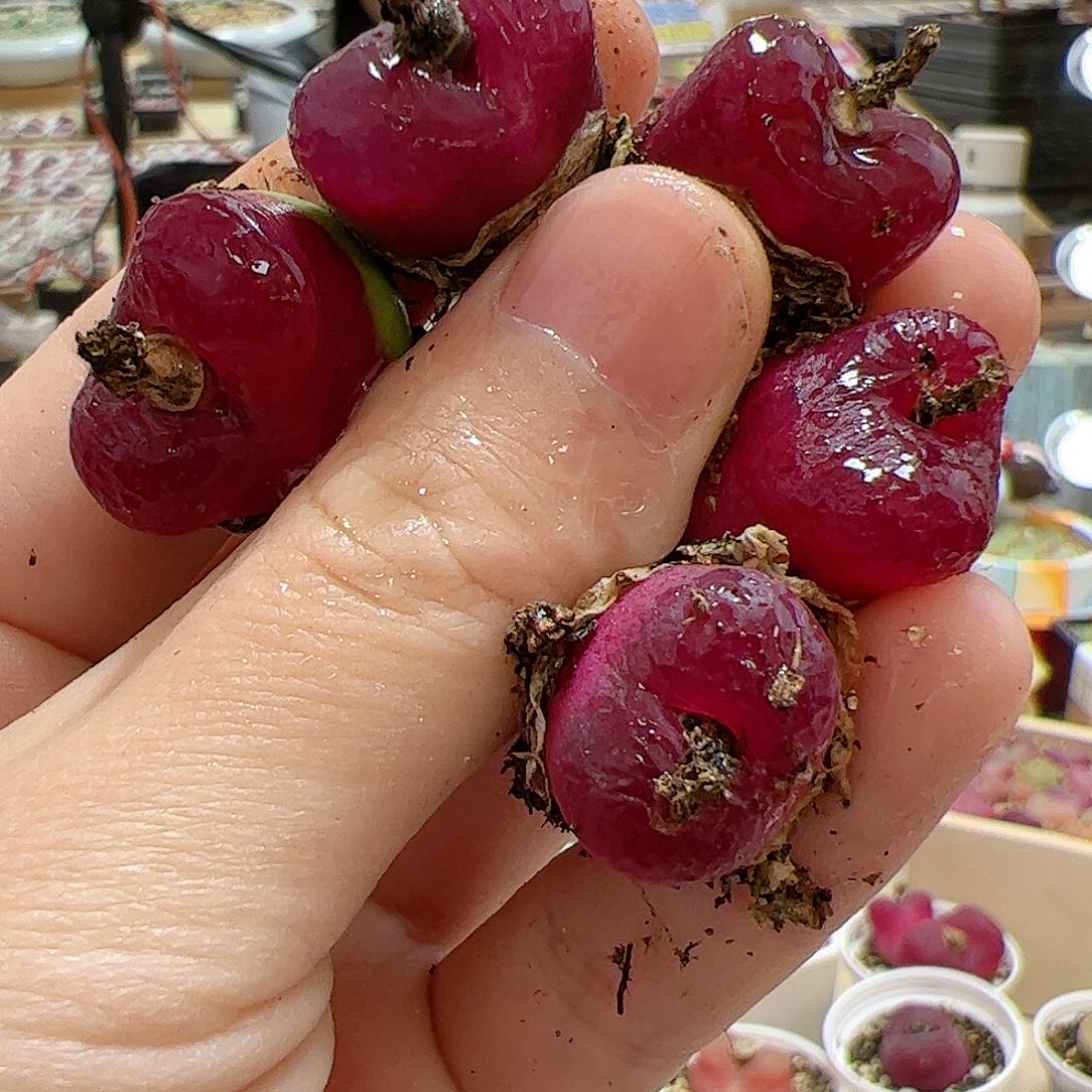 【闪购商品】205 车厘子x5