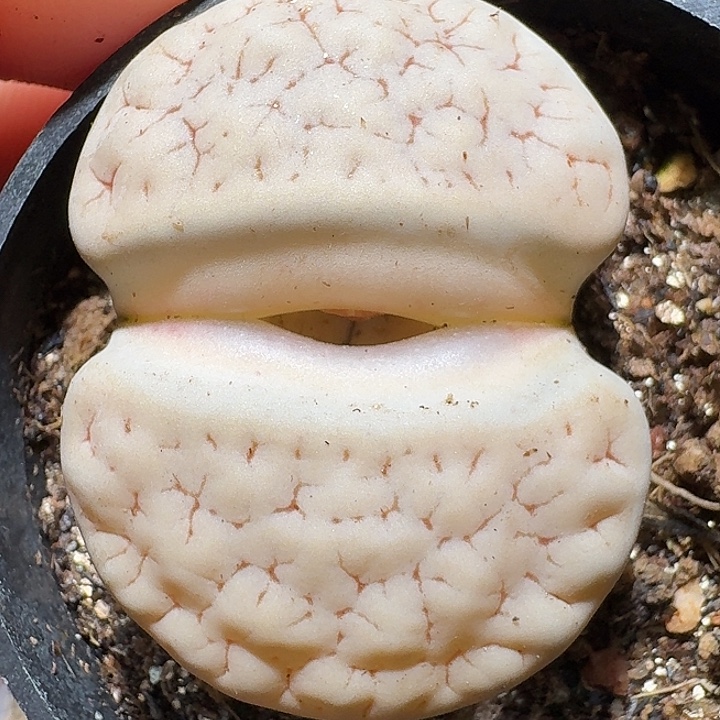 生石花112222。   381