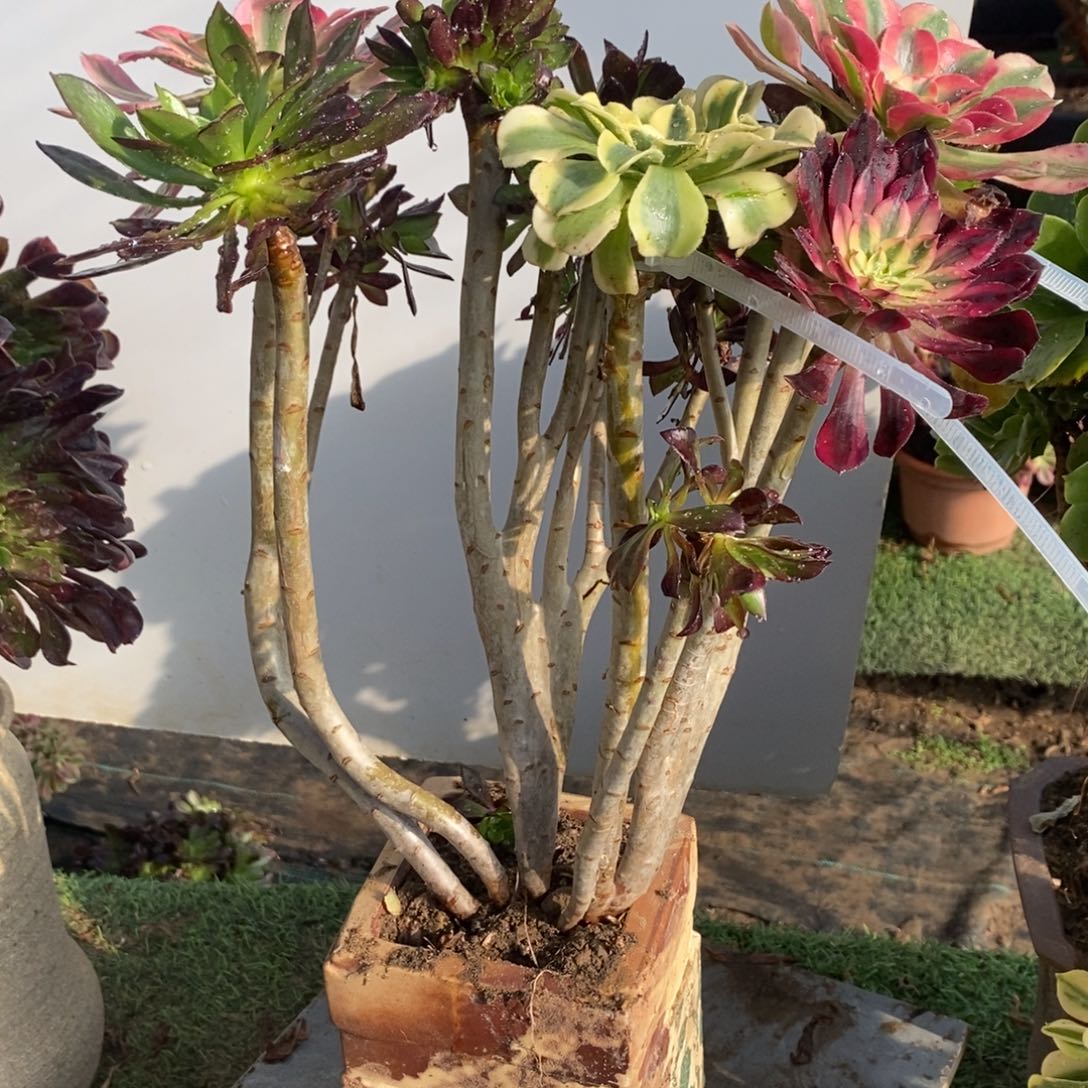 不开花植物黑法师缀化嫁接多肉