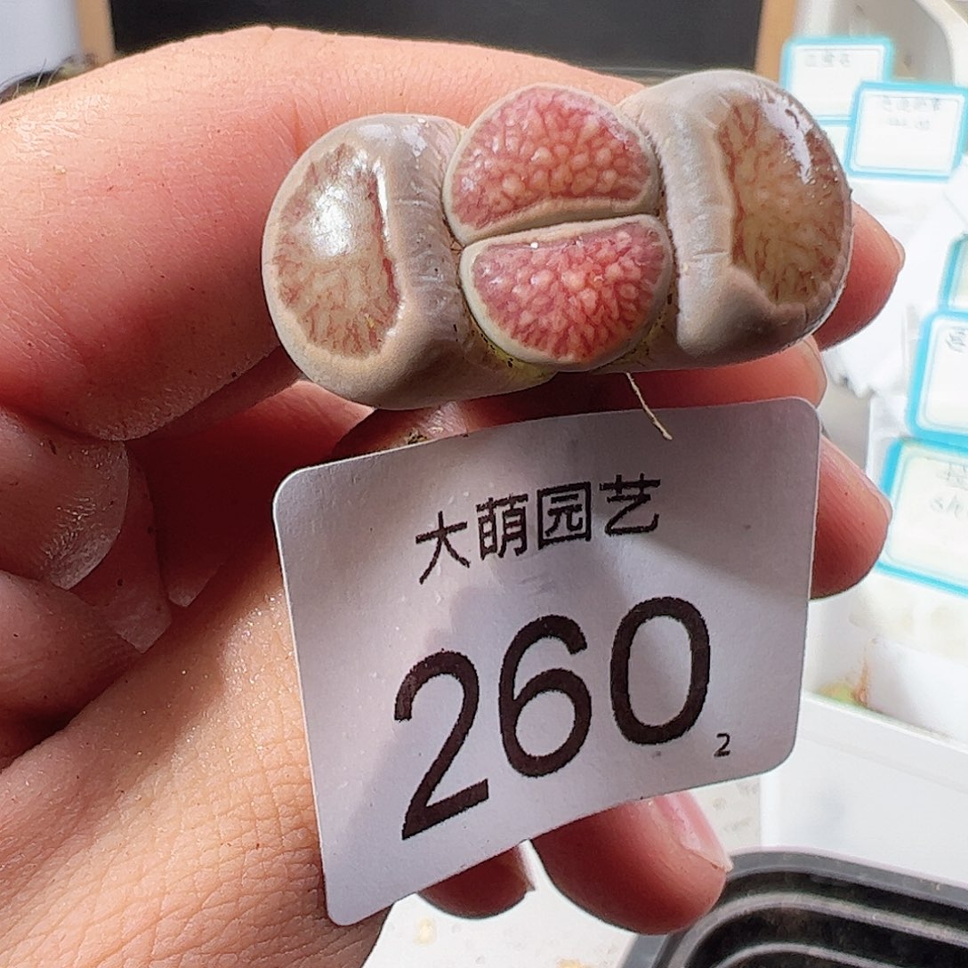 0000260 一物一拍……