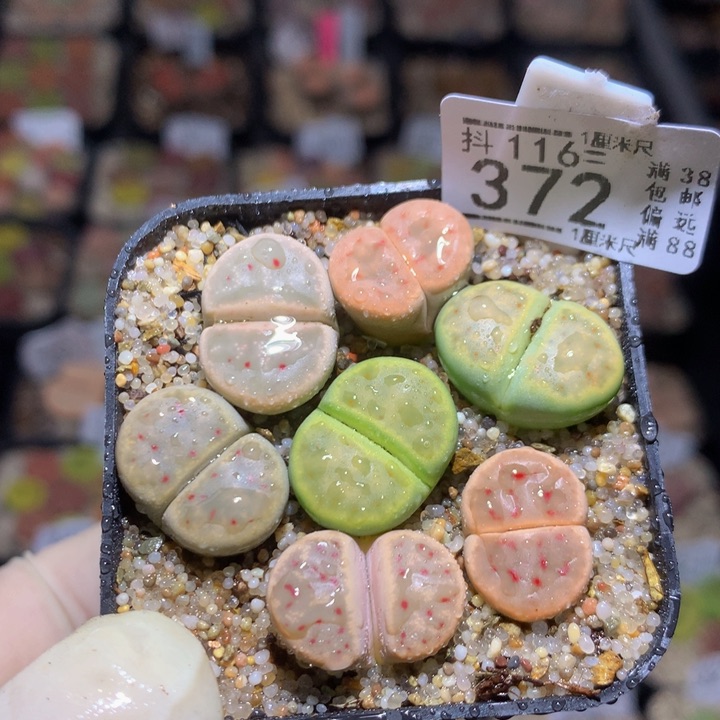 精品生石花116.372