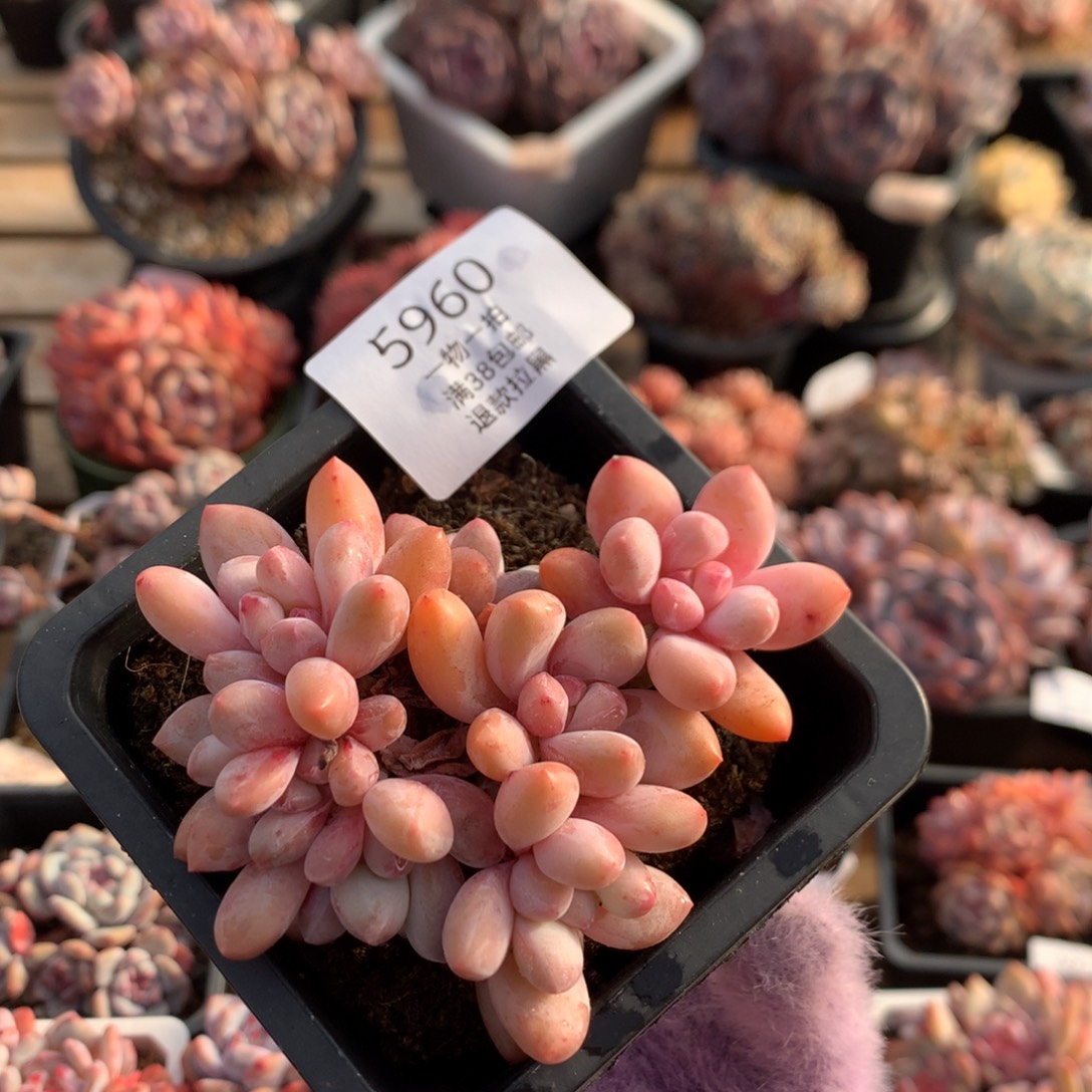 9厘米精控香水朵朵 5960