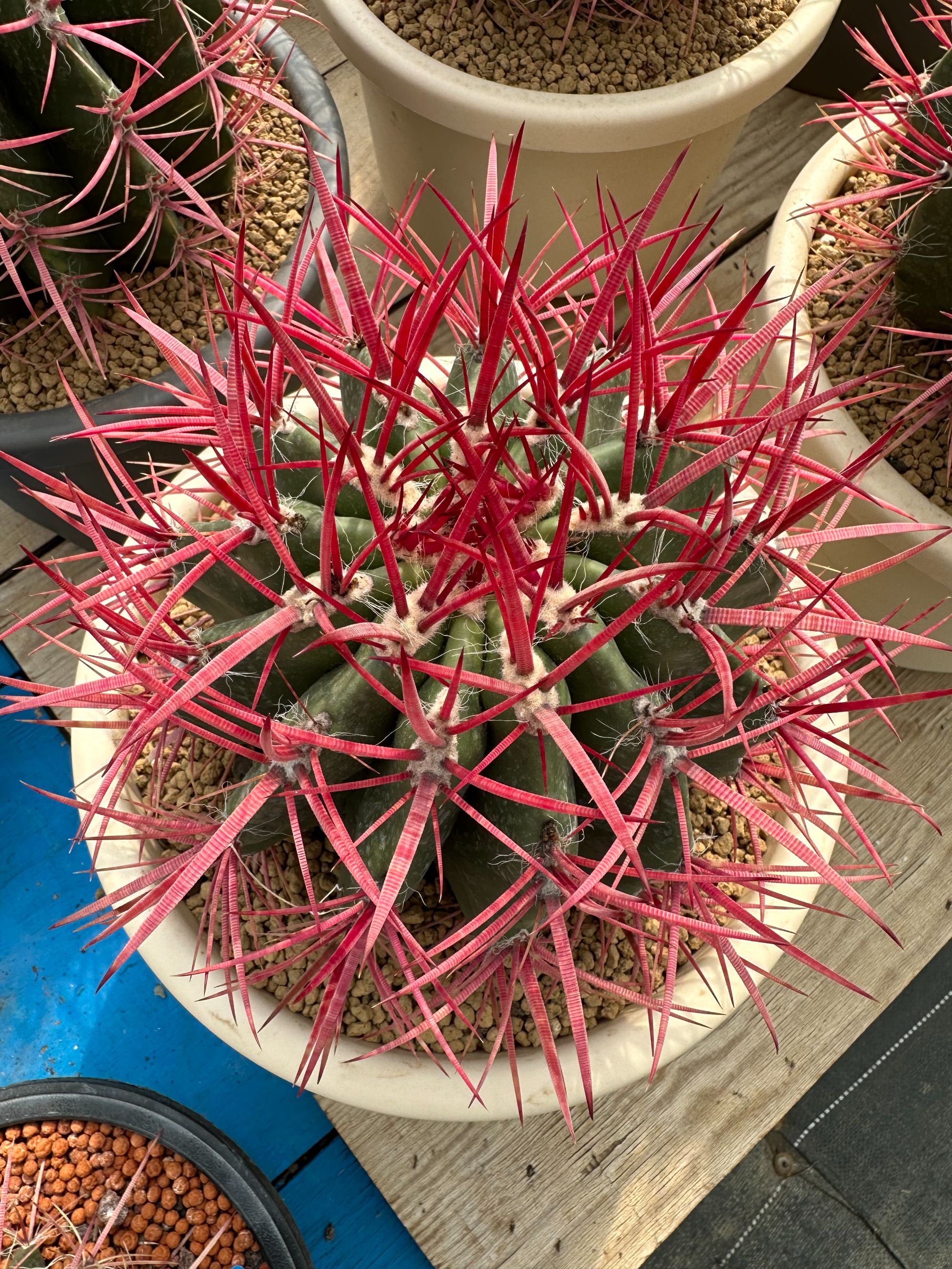 特级优选红琥赤凤仙人球