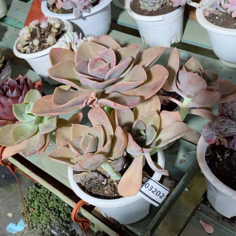 【闪购商品】赫氏03202