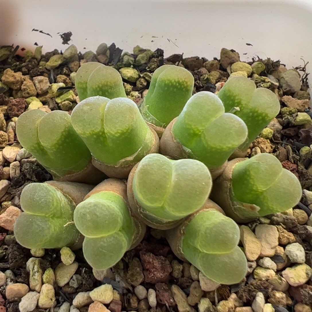 捧花群生风铃 肉锥植物