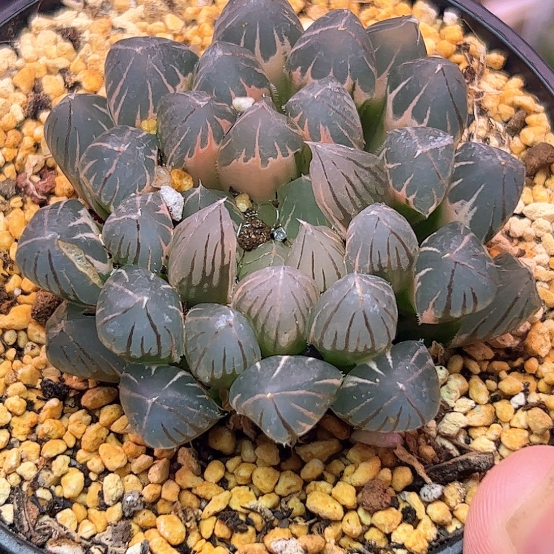 糊斑霓虹灯母本十二卷多肉