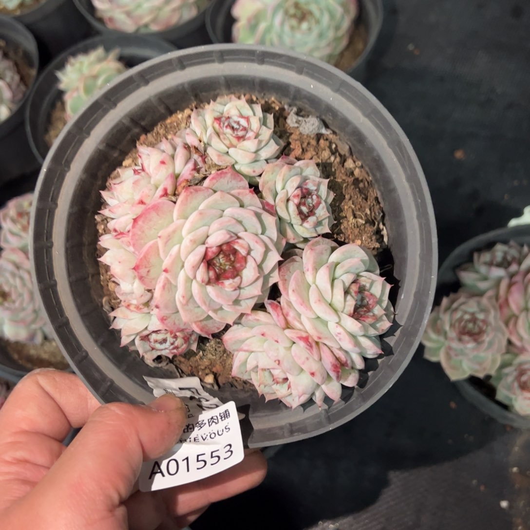 1553天鹅绒一物一拍