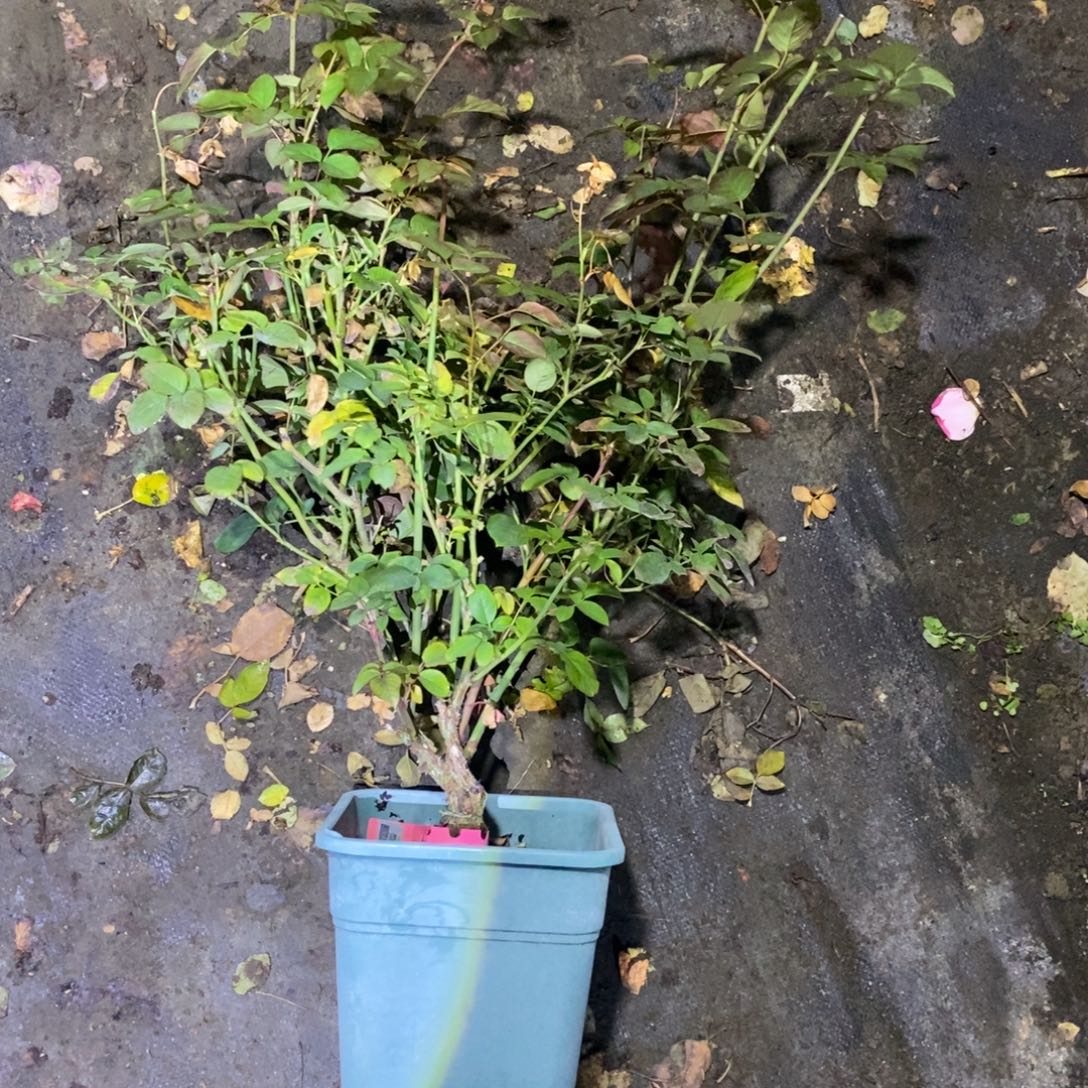 无花朵老款水蜜桃粉色土球发货