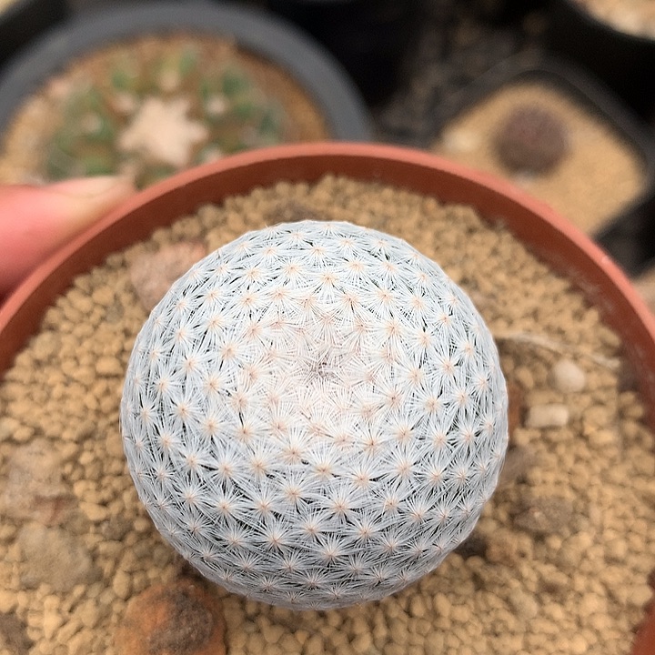 实生白鸟仙人球专拍链接