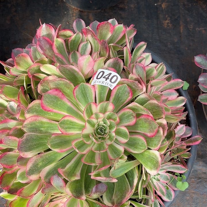 040孔雀翎诺米多肉法师锦不包侧枝断枝