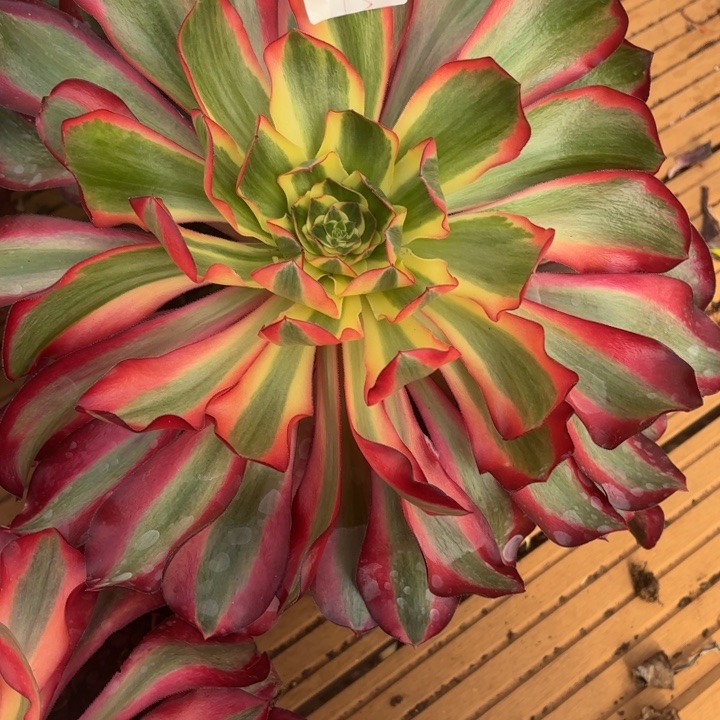 云南红魔女好看15号