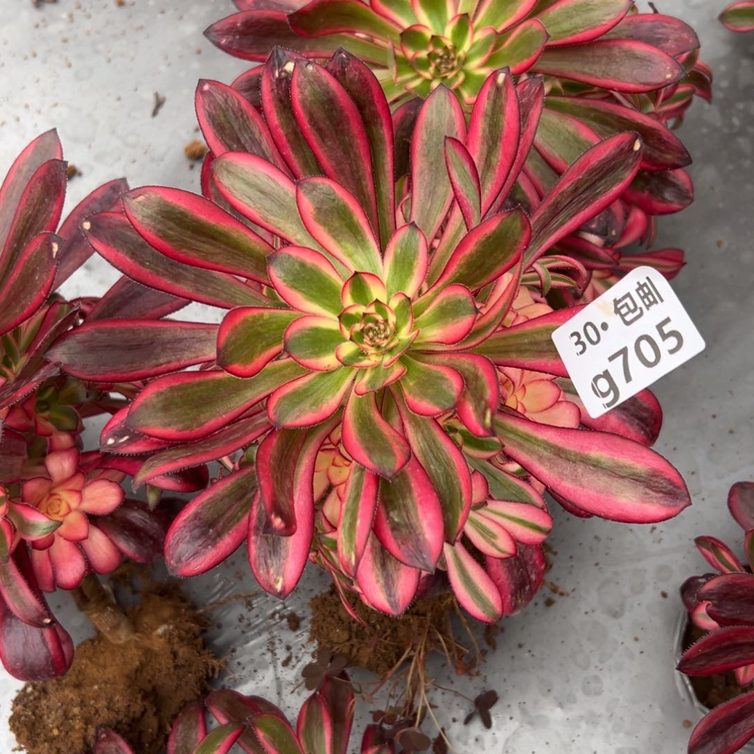 705香奶奶多肉法师