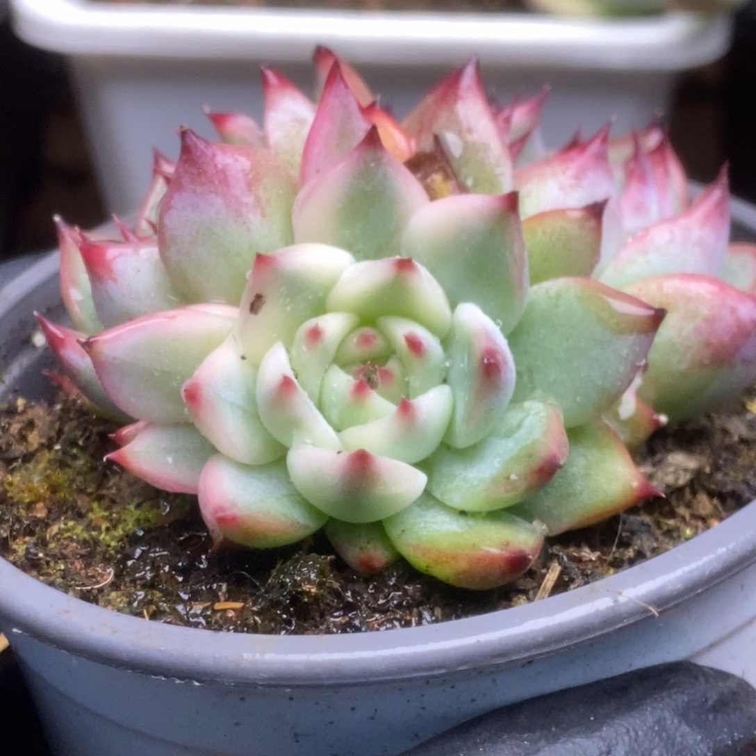 055锦锦锦锦锦锦锦锦