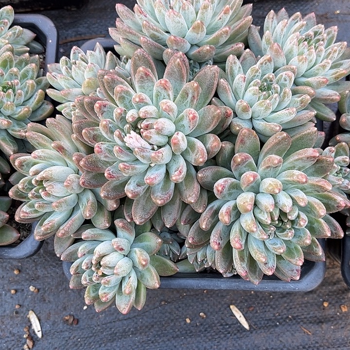 5***喵多肉植物一物一拍