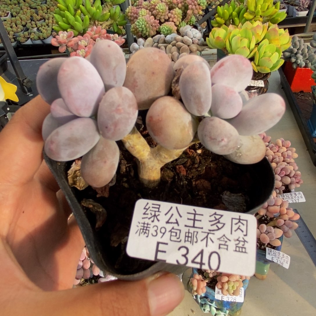 340彩虹奶多肉6c m