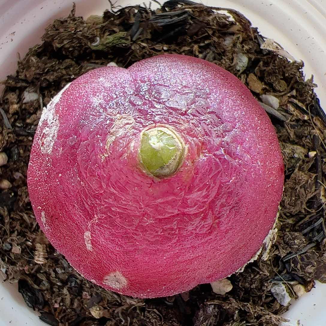 【闪购商品】140福利