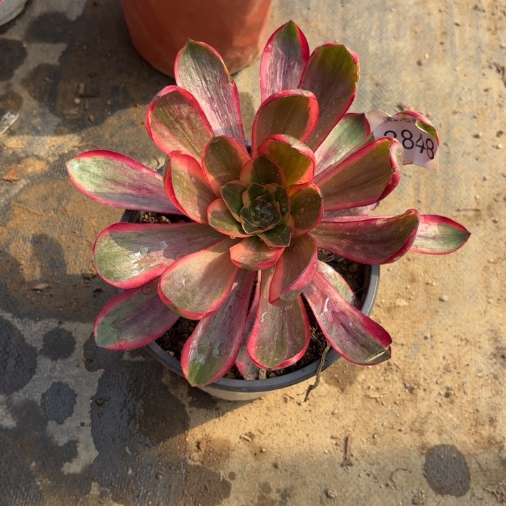 红魔女多肉法师3848