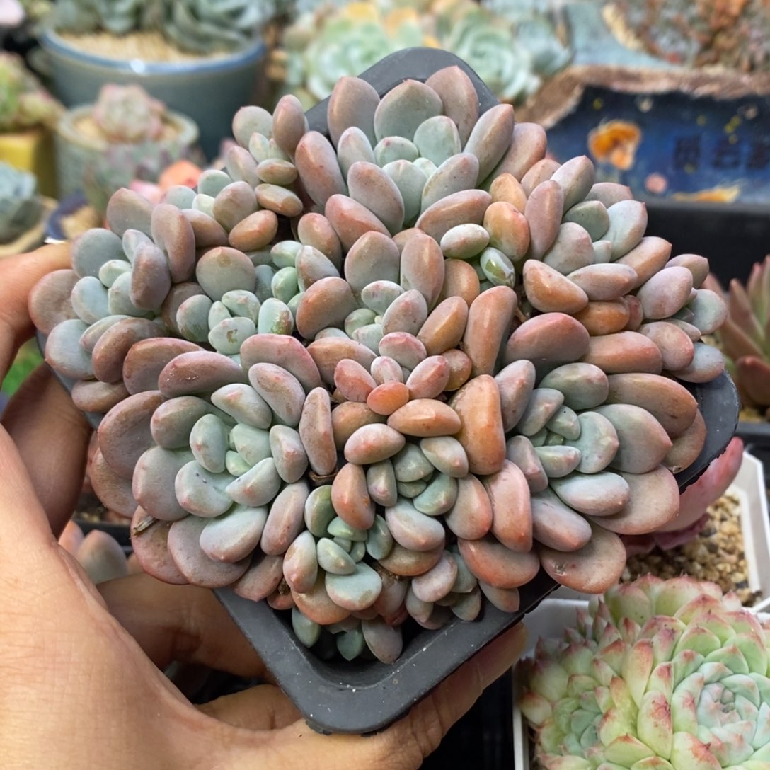 白鹭群生无砍一物一拍