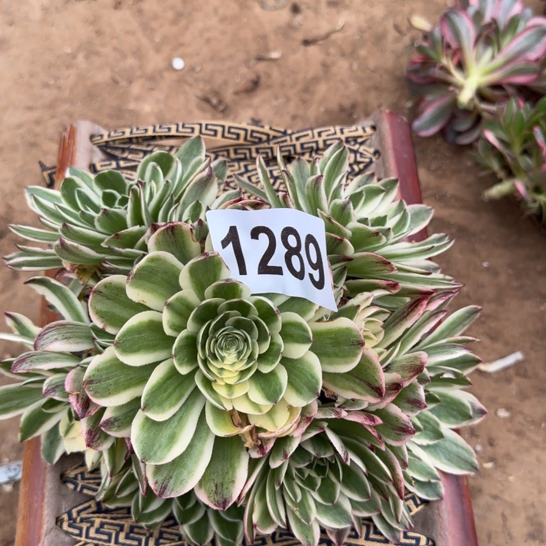 1289---3多头多肉植物