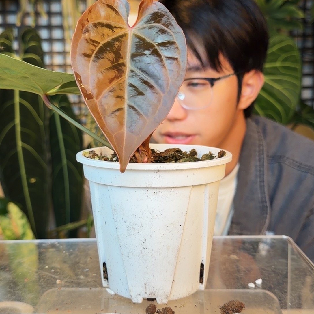 完全开放P158 黑水晶杂红水晶