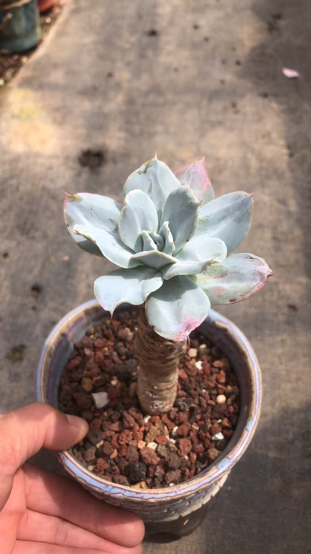 凤仙老桩精控 多肉