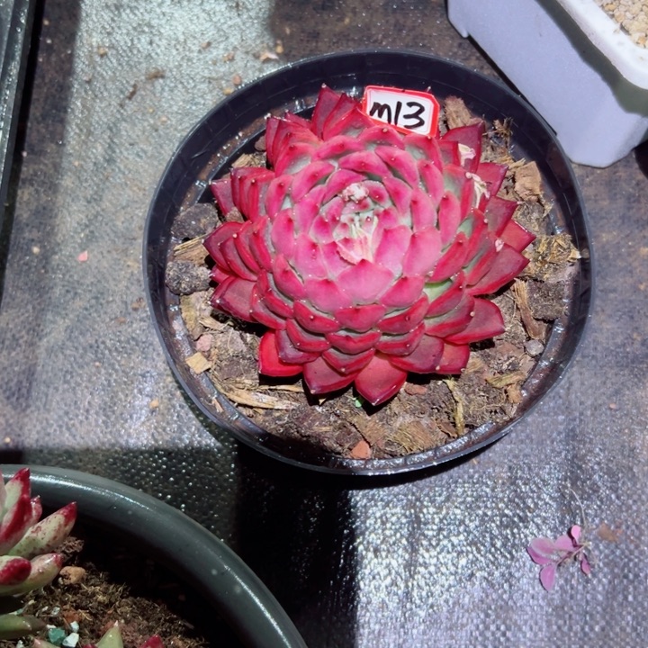 九*精品多肉植物老桩