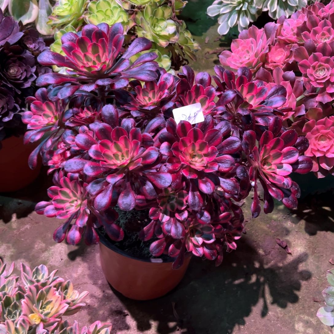 多肉植物丽娜269