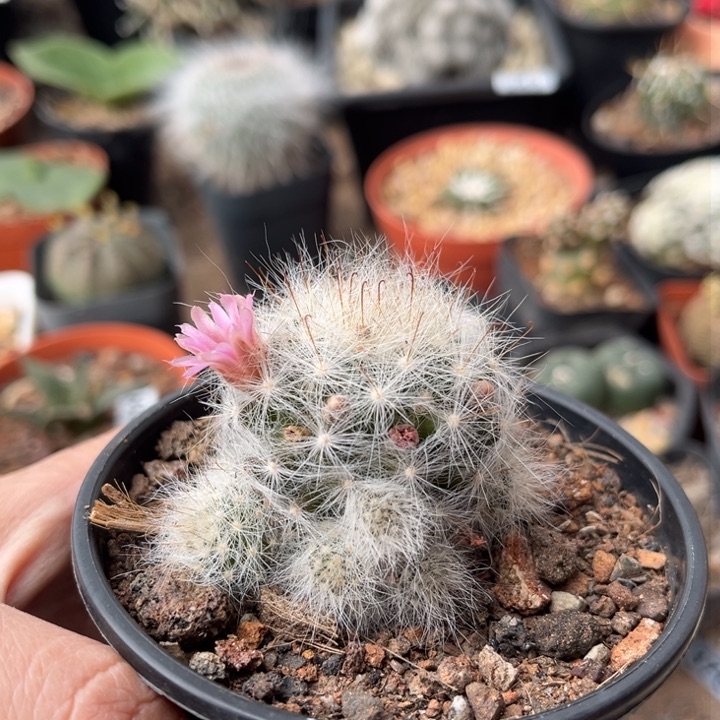 仙人球一物一拍实生