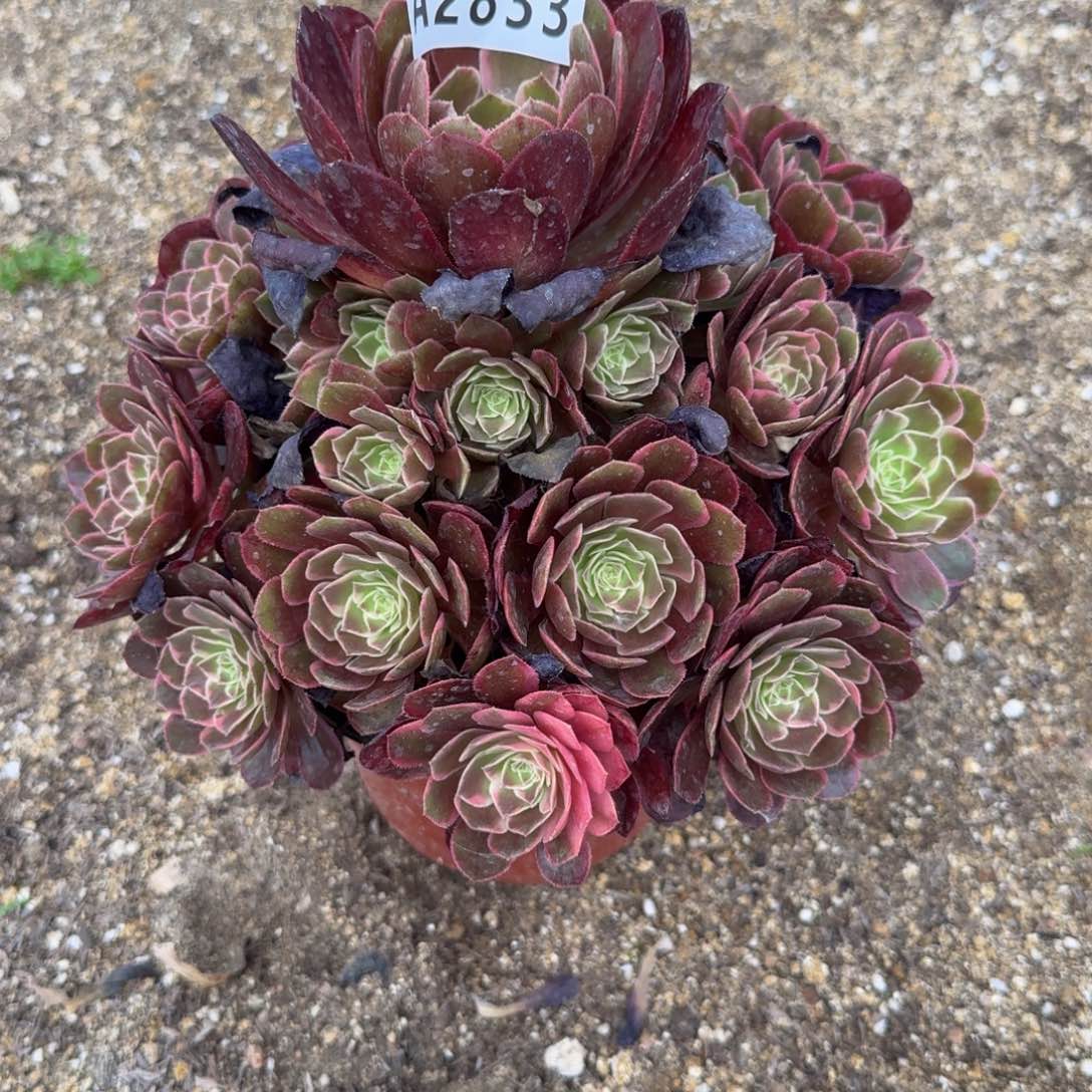 2833知否。多肉植物